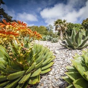 Photo of cacti at Ventnor Botanic Gardens, Isle of Wight.